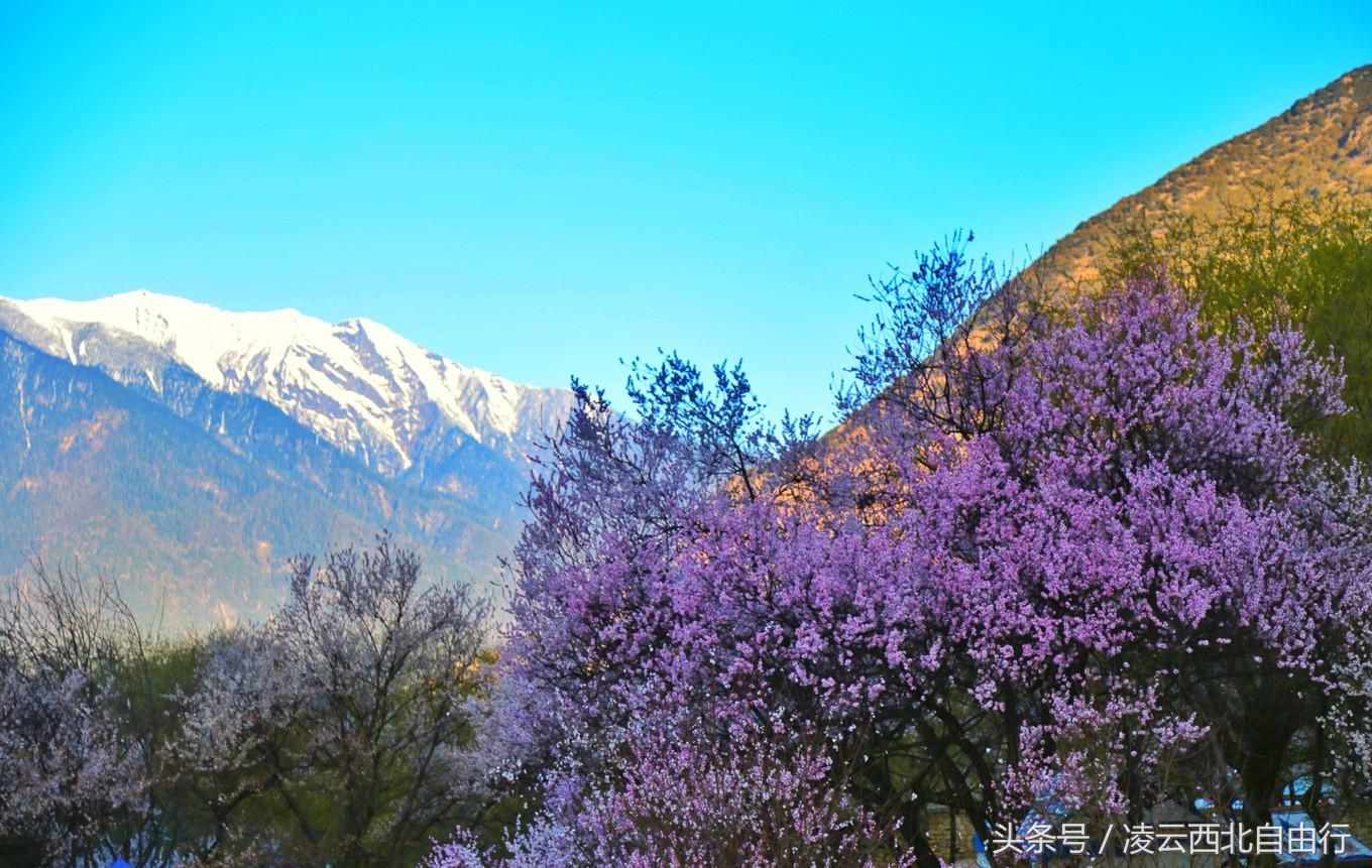 行，为寻三生三世桃花，却爱上了*藏西**的那抹蓝