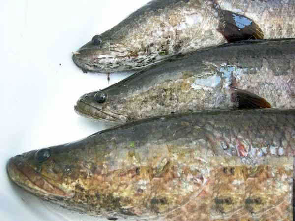 废弃鱼塘黑鱼泛滥,农村野塘里面的黑鱼