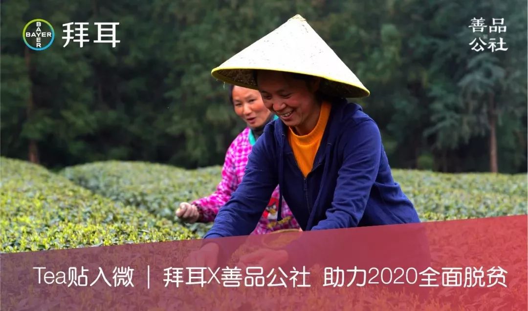 这一片茶园,给北纬30度震区人民带来生活希望