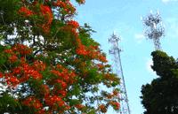 南国有嘉木的下一句是什么,南国有嘉木出处