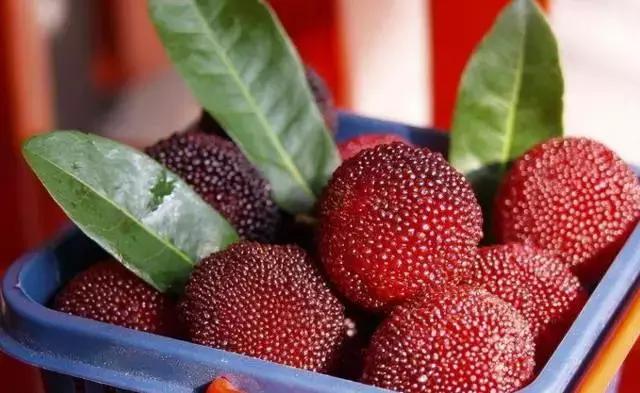 又到一年杨梅季完整视频,又到一年杨梅季