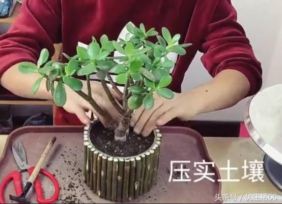 剩下的奶粉罐可以用来养什么东西,家里废弃奶粉罐如何重新利用