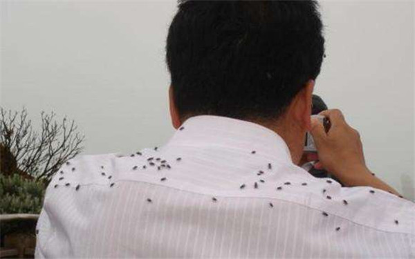 婢冲ぇ鍒╀簹鑻嶈潎鏈夊鍘夊,婢虫床鑻嶈潎鏈夊鍘夊