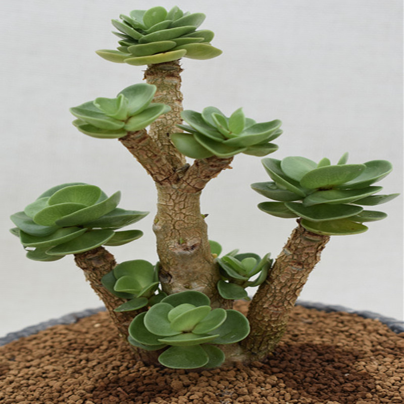 多肉树,多肉树杈