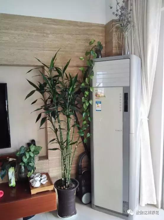 富贵竹叶子发黄喷营养液,富贵竹一浇水叶子就蔫