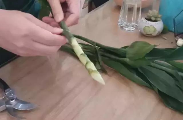 富贵竹节节高黄叶怎么办,节节高富贵竹枯萎黄叶