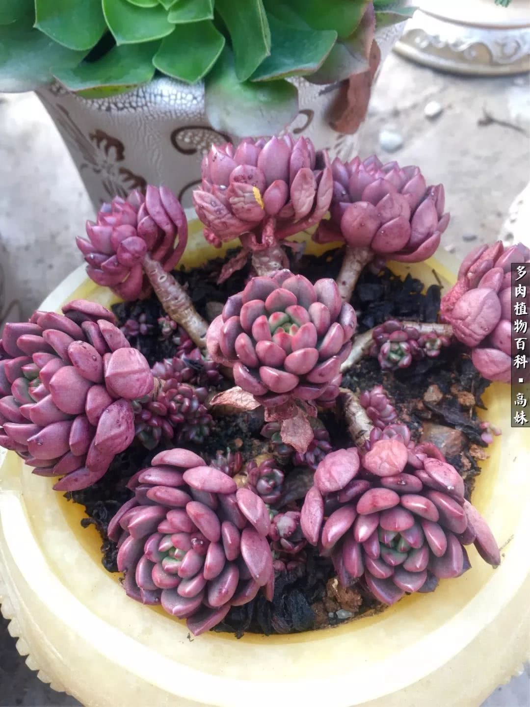 90张多肉图片——纪念入坑两周年！