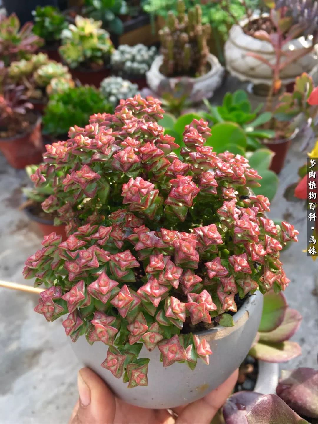 90张多肉图片——纪念入坑两周年！