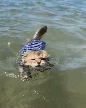 喜欢游泳还要穿订制泳衣下水,又是别人家的猫!