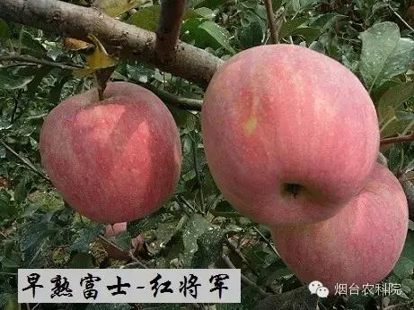 红富士葡萄品种介绍,红富士品种大全图片