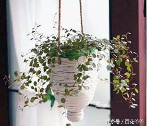 把瓶子变废为宝种花,玻璃瓶子变花盆怎么变废为宝