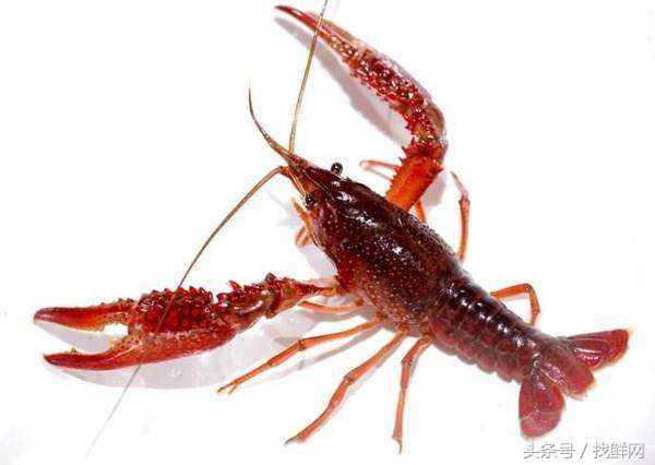 你吃过最好吃的小龙虾是什么口味,我们最爱吃的海鲜