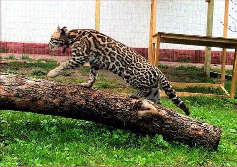 全球最贵的猫王,全球最贵的猫