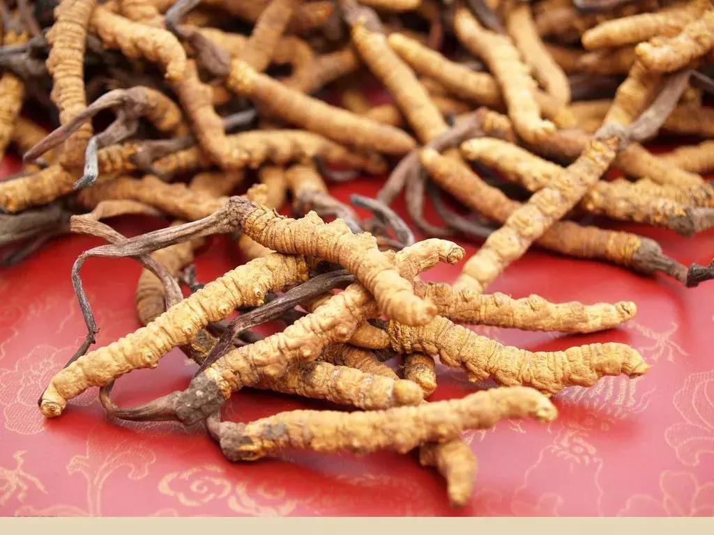 冬虫夏草为什么被人踢出保健圈,冬虫夏草被食药监踢出保健圈