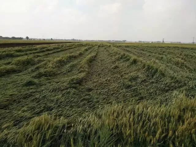 小麦刚入冬就倒伏怎么办,狂风加大雨小麦倒伏
