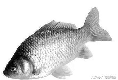 泥鳅可以钓鲢鳙吗,浮钓鲢鳙线组挂泥鳅