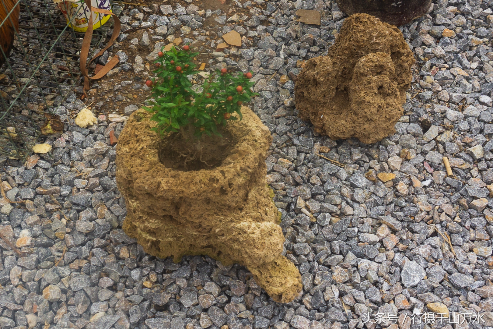 农村常见的树根摆件,农村树根制作工艺品