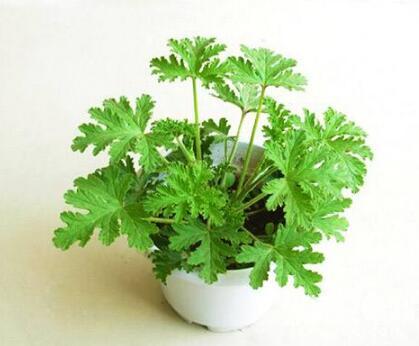 室内温度10度左右适合养什么绿植,夏天室内可降温的绿植物