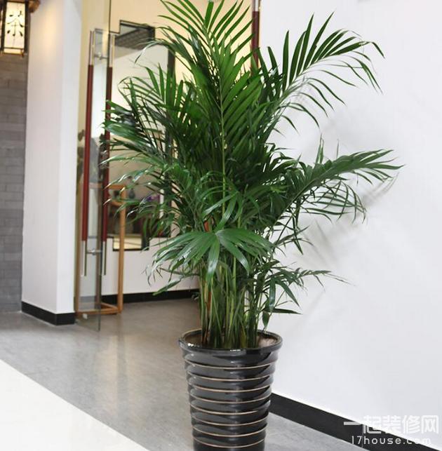 室内温度10度左右适合养什么绿植,夏天室内可降温的绿植物