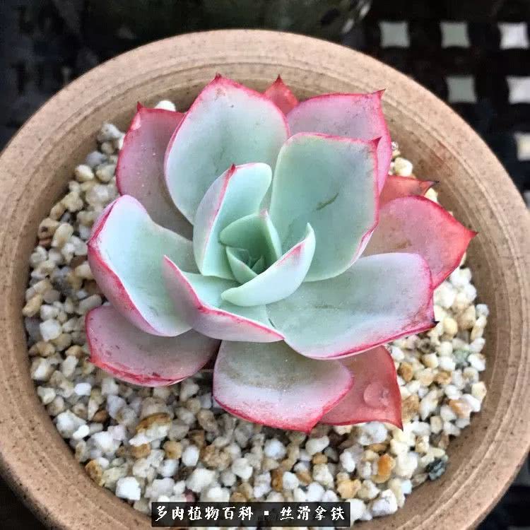 总结一下养多肉的夏天,好养活的多肉冬天和夏天