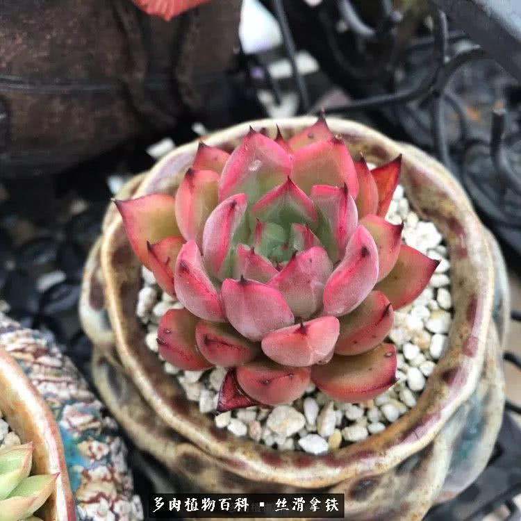 总结一下养多肉的夏天,好养活的多肉冬天和夏天