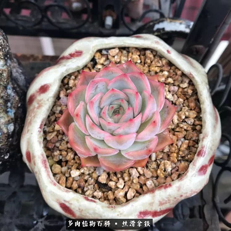 总结一下养多肉的夏天,好养活的多肉冬天和夏天