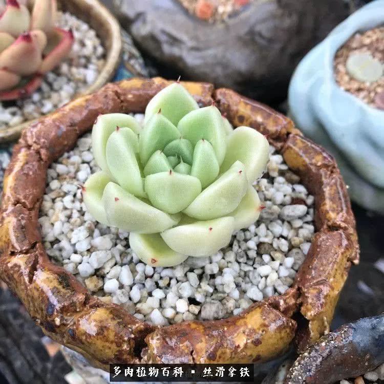 总结一下养多肉的夏天,好养活的多肉冬天和夏天