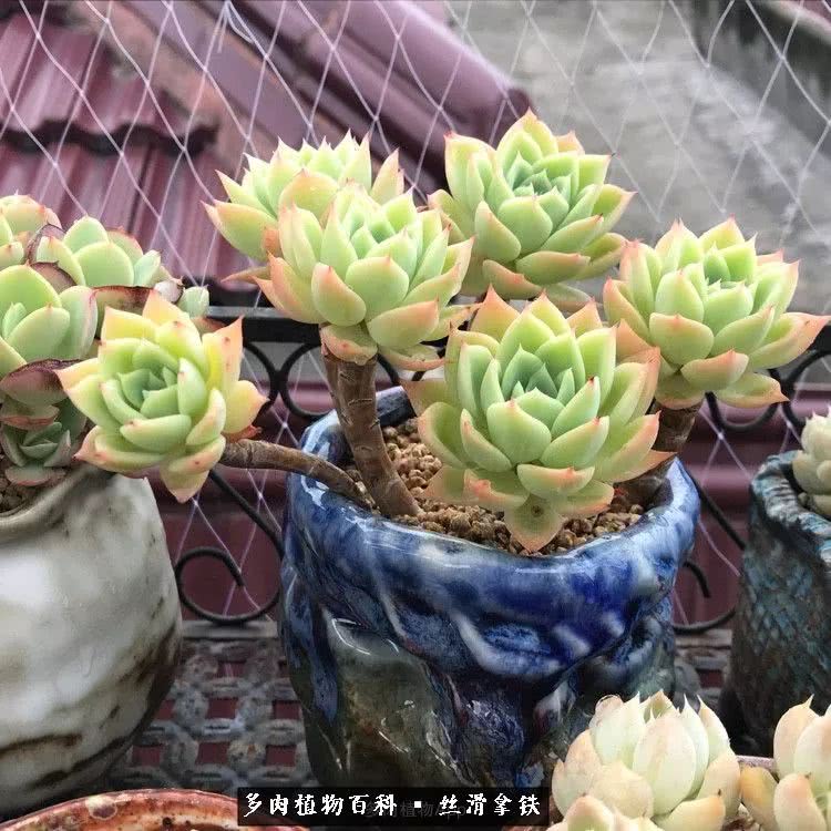 总结一下养多肉的夏天,好养活的多肉冬天和夏天