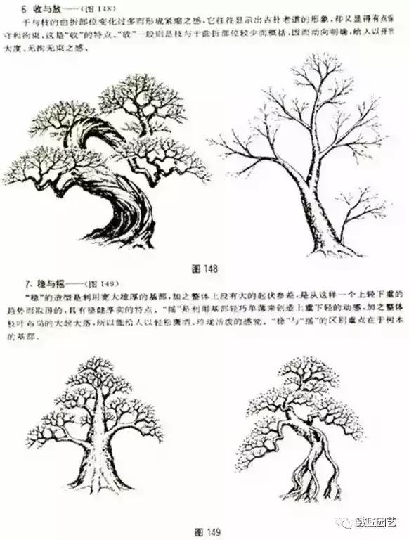 树木盆景蟠扎造型方法,树桩盆景的树木造型制作顺序