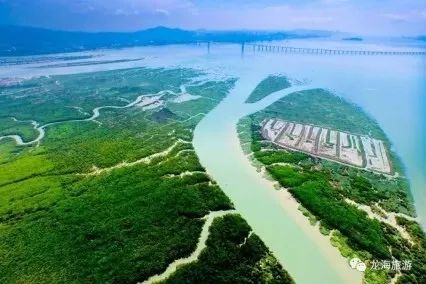 厦门红树林保护区,龙池红树林公园