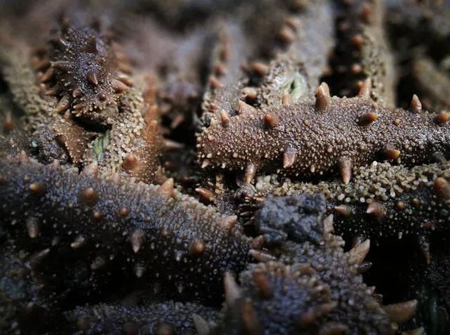 一斤卖到2000元！只有20块钱的他，靠什么逆袭出千万财富？