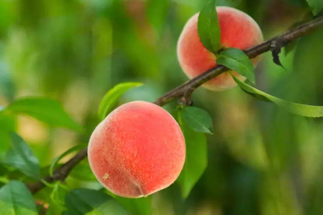 清甜爽脆的台湾甜桃已开采摘啦！30元任摘任吃！速度约起来！