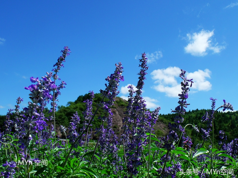 北京京郊游好去处,北京薰衣草庄园风景