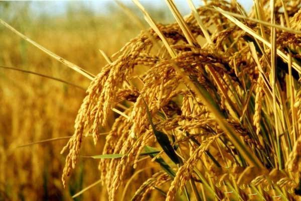 水稻的施肥技术每亩的用肥量,水稻栽培技术的实施方法