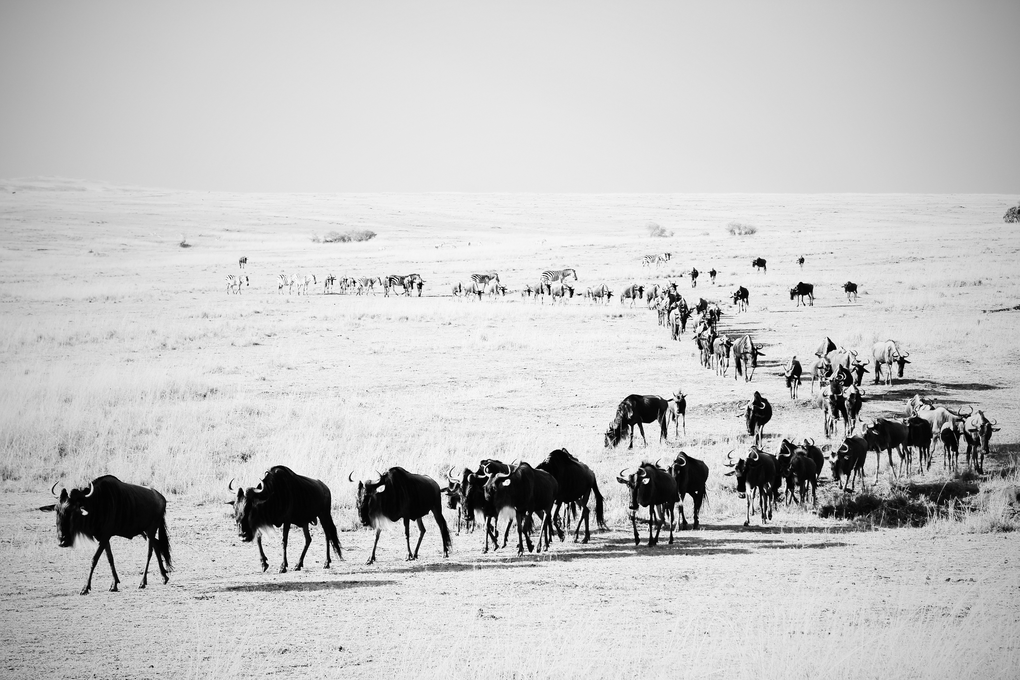 东非动物大迁徙央视,东非大草原动物大迁徙