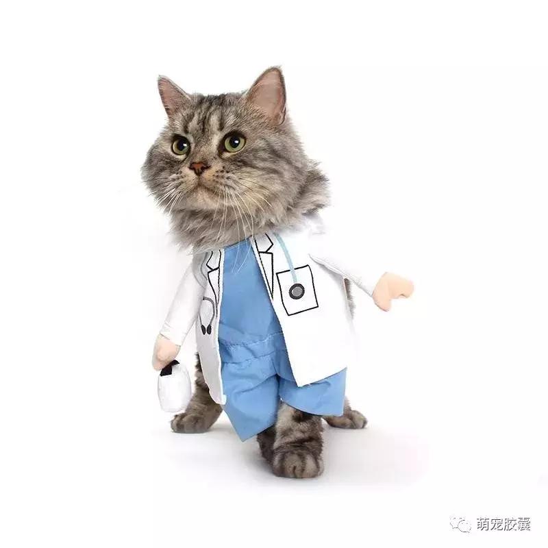 猫咪绝育有哪些检查一定要做,猫咪就诊都检查哪些项目