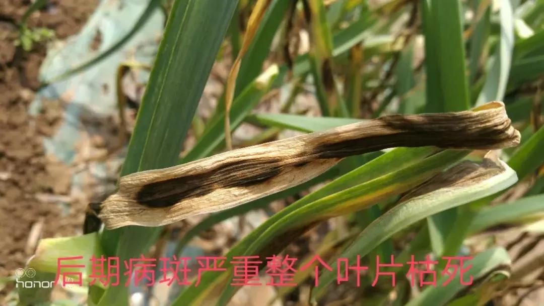 大蒜水可以治疗叶斑病吗,大蒜叶斑病用什么杀菌剂