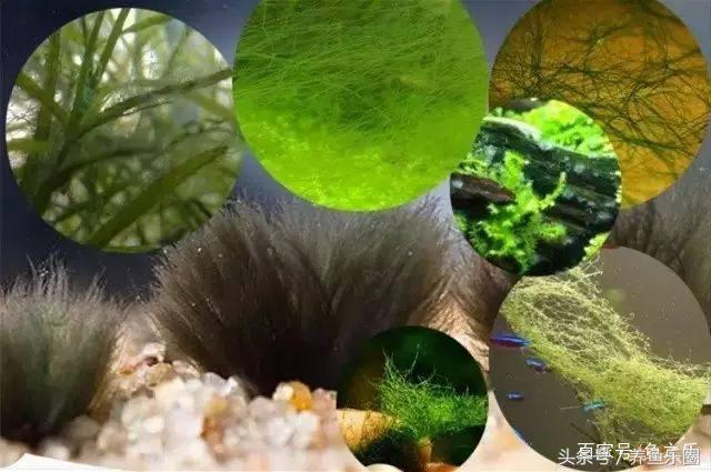 鱼缸丝藻用什么除藻液好用,鱼缸除藻剂用几天就除掉藻类