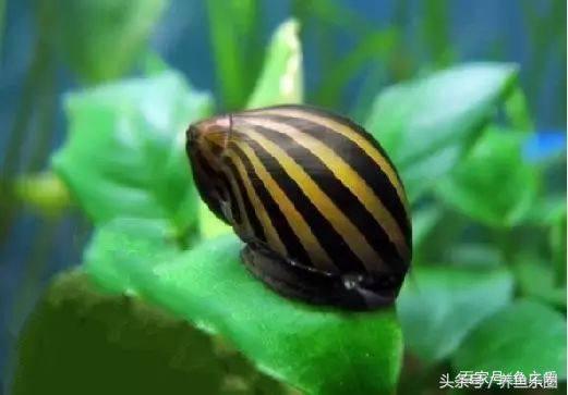 鱼缸丝藻用什么除藻液好用,鱼缸除藻剂用几天就除掉藻类