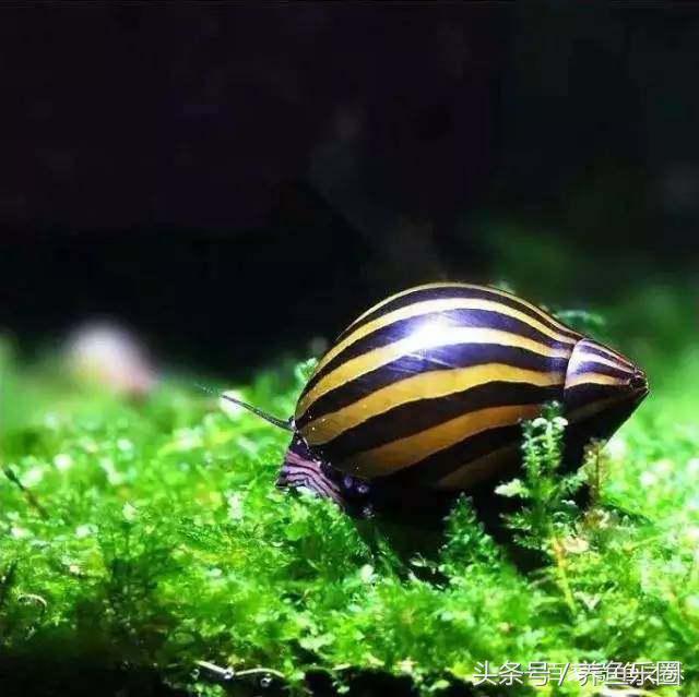 鱼缸丝藻用什么除藻液好用,鱼缸除藻最好方法