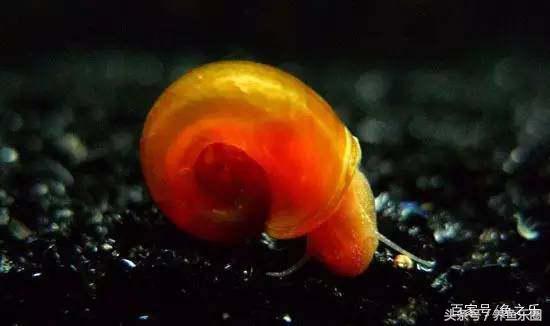 鱼缸丝藻用什么除藻液好用,鱼缸除藻剂用几天就除掉藻类