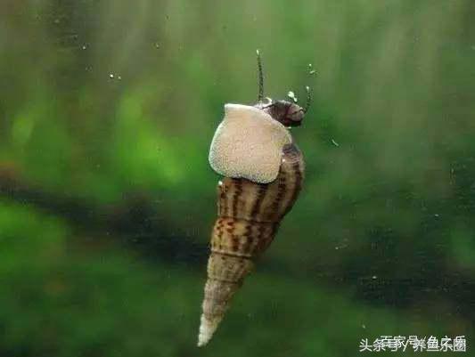 鱼缸丝藻用什么除藻液好用,鱼缸除藻剂用几天就除掉藻类