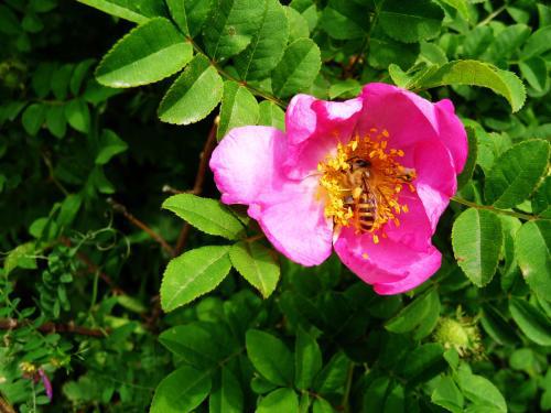 傻傻分不清樱花和海棠花,分辨花种小技巧