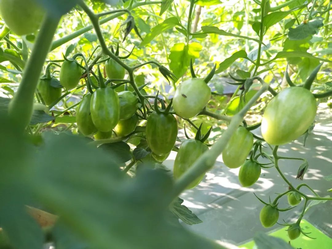 淇濊姳淇濇灉鑶ㄥぇ闃茶,閫熷缓鍔犲浐鏉愭枡