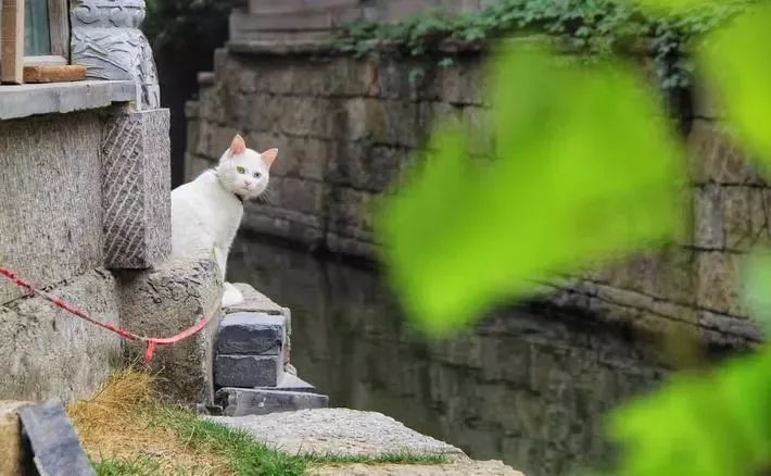 青岛台儿庄古城免费吗,五一台儿庄古城免票吗