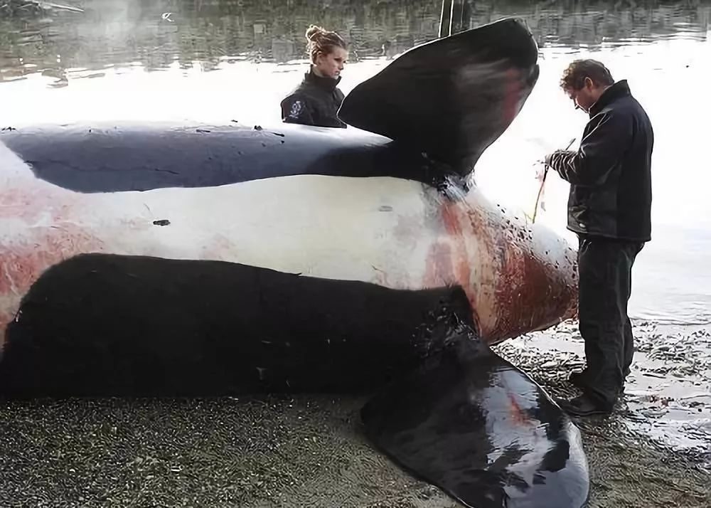 代购骗局揭秘朋友圈,代购十大骗局揭秘图