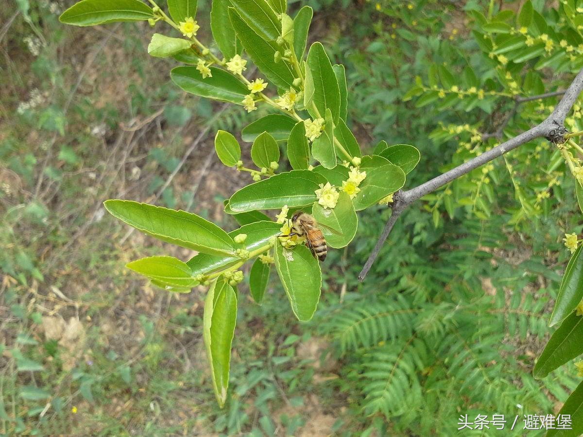 避难堡的重耳枣花开了，听当地蜂农讲解枣花蜜和槐花蜜的区别