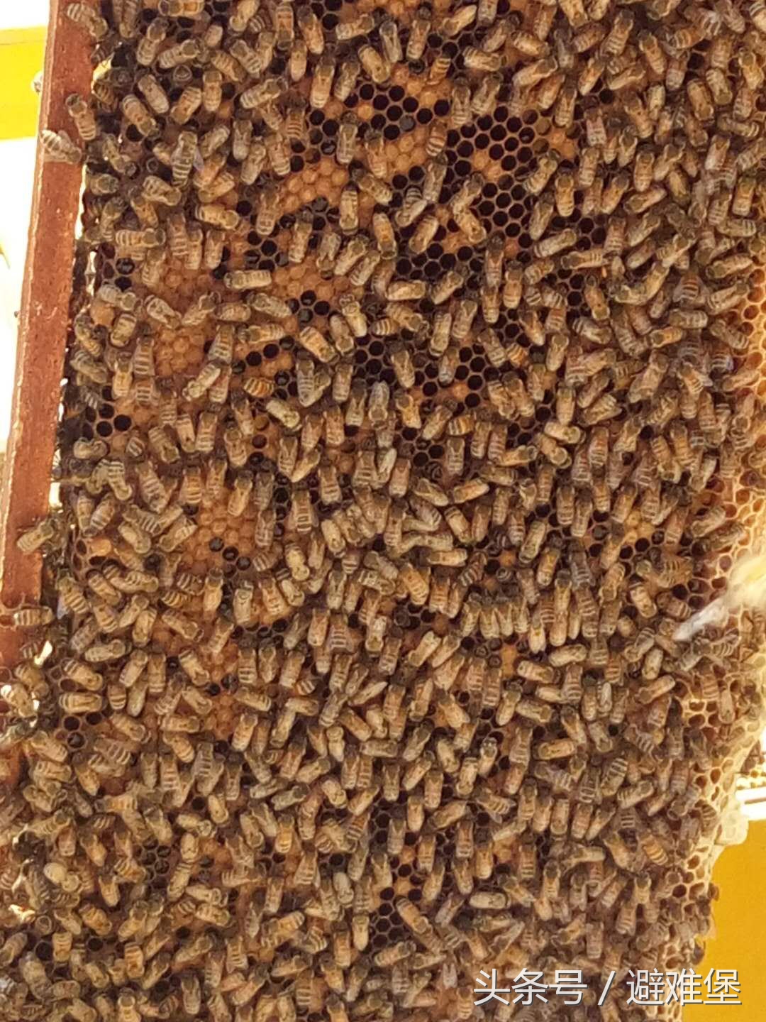 避难堡的重耳枣花开了，听当地蜂农讲解枣花蜜和槐花蜜的区别