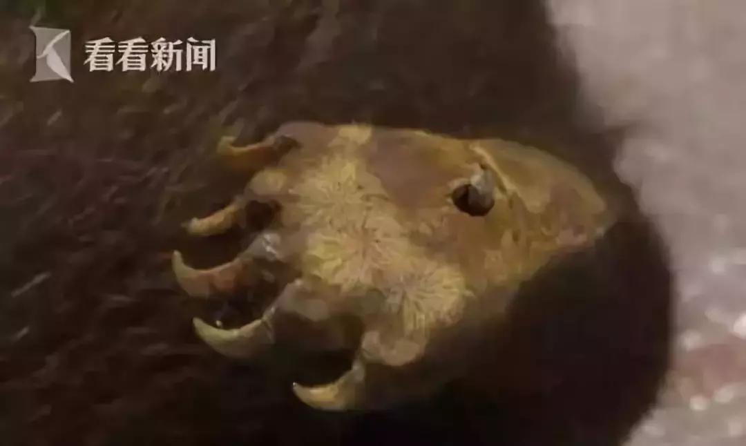 代购骗局揭秘朋友圈,代购骗局朋友圈