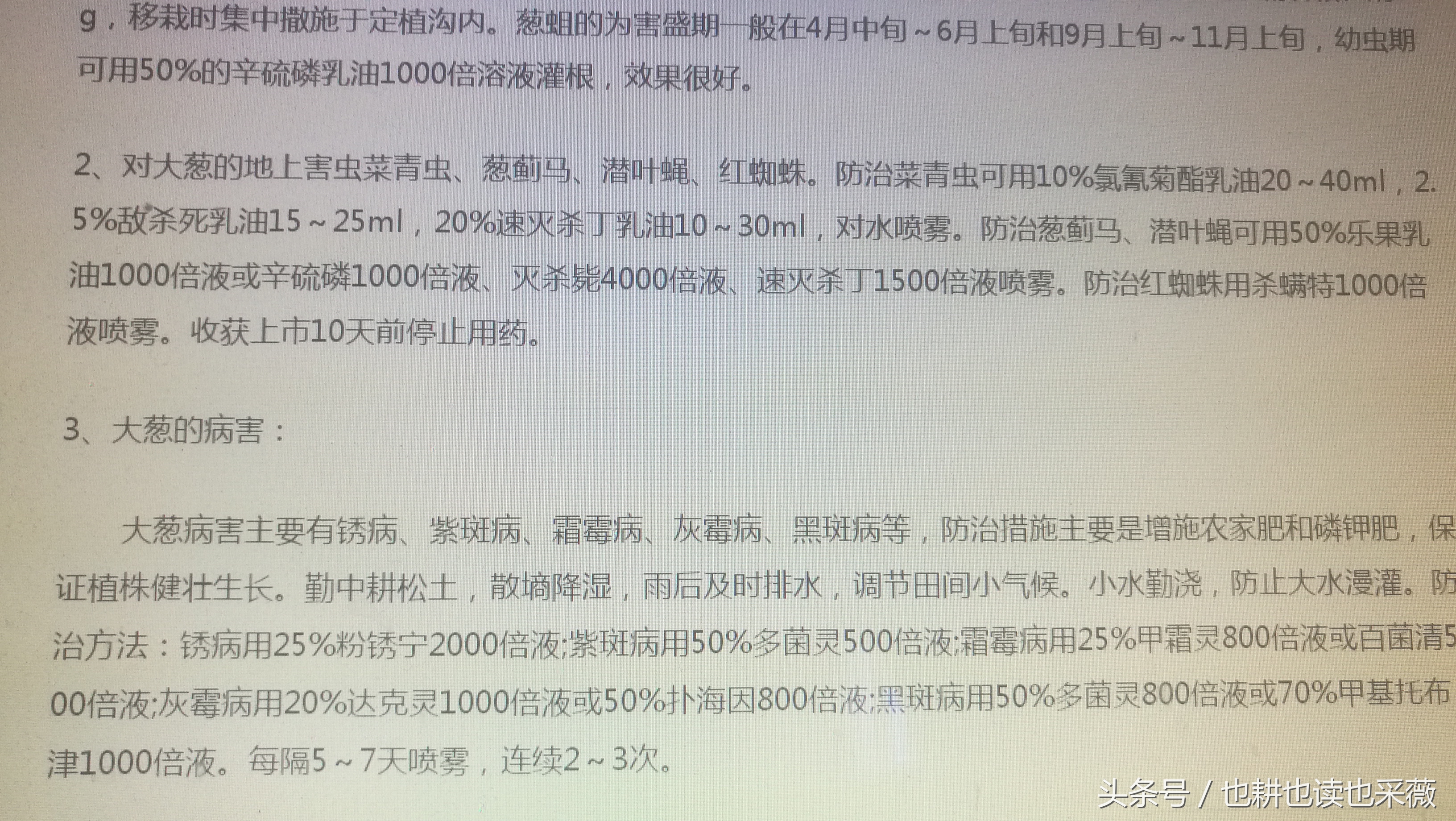 洛阳民生：远离毒大葱，你离自种无公害小香葱可能只差五块钱！